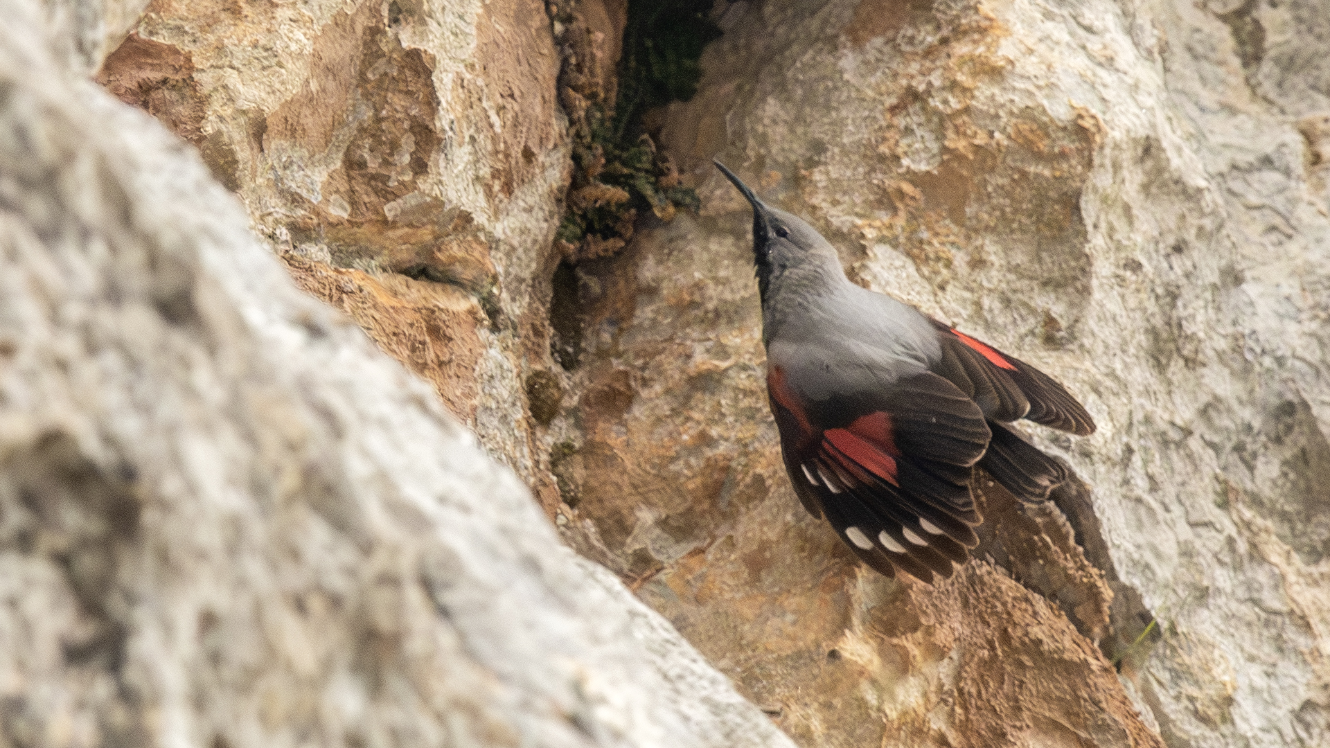 Wallcreeper